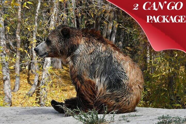 Yellowstone, Grand Teton, and Hot Springs: Small Group 5-Day Tour - Photo 1 of 25